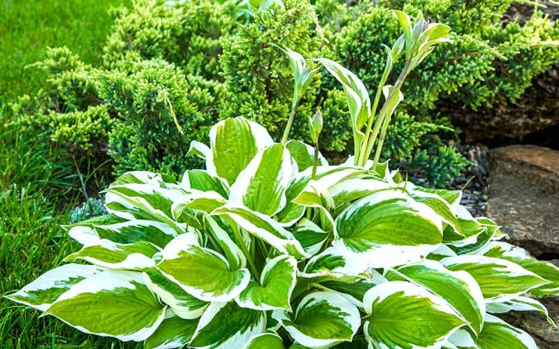 Paul Robins Landscaping Plant Services