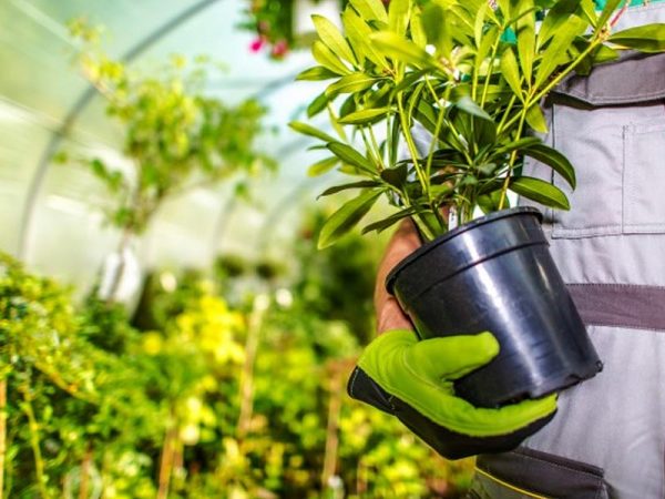 Paul Robins Landscaping Services Residential Choosing The Right Plants